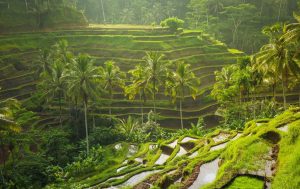 Tegallalang Rice Terrace: The Enchanting Beauty of Motherland