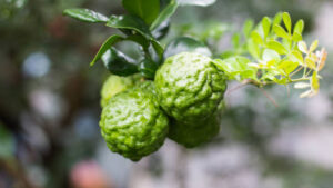 The Health Benefits of Kaffir Lime: A Natural Stress Reducer