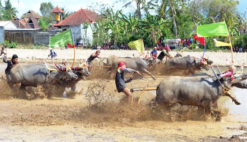 Mekepung Lampit Festival (Source: lovebali.baliprov.go.id)