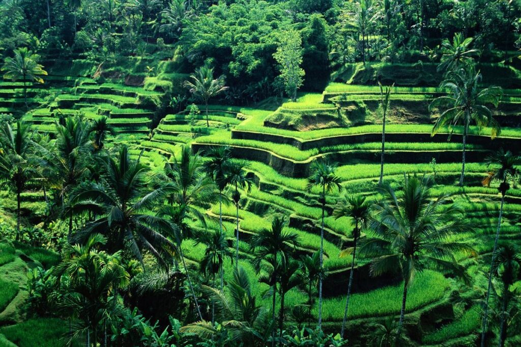 things to do in Ubud