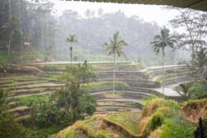 A Guide to What to Do in Ubud on a Rainy Day: The Best Solutions