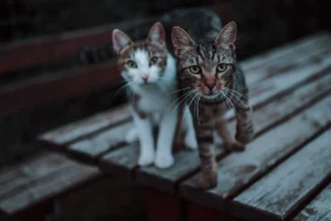 Island Cats, Island Hacks