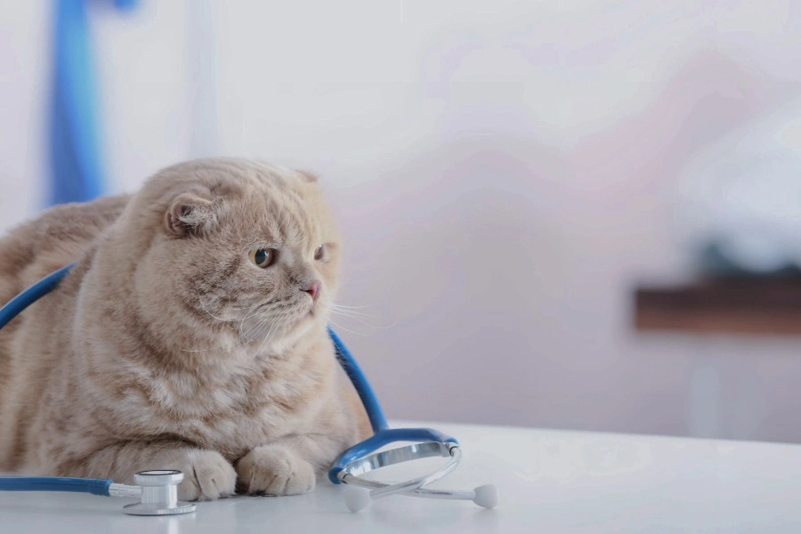 Local Vets Who Get Island Cats
