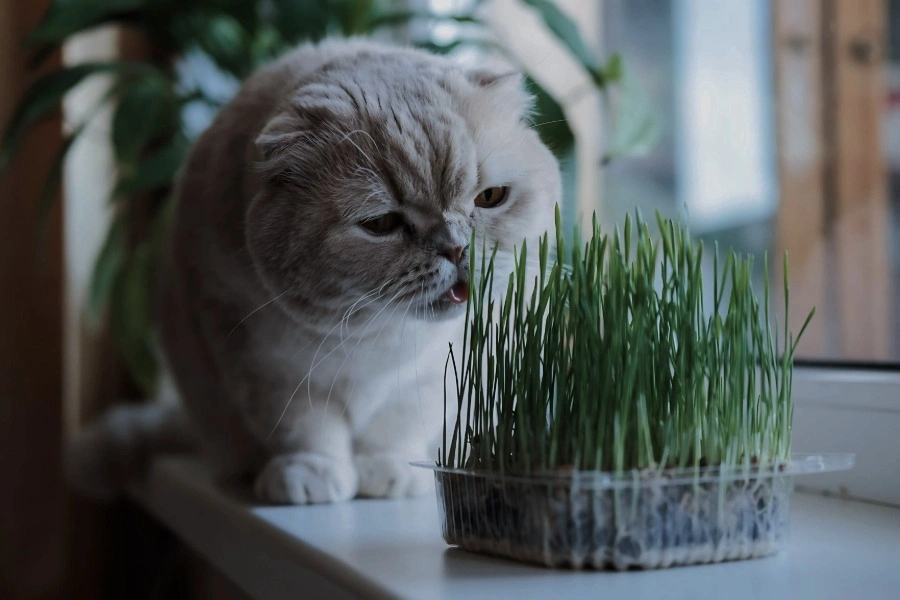 No Garden No Problem