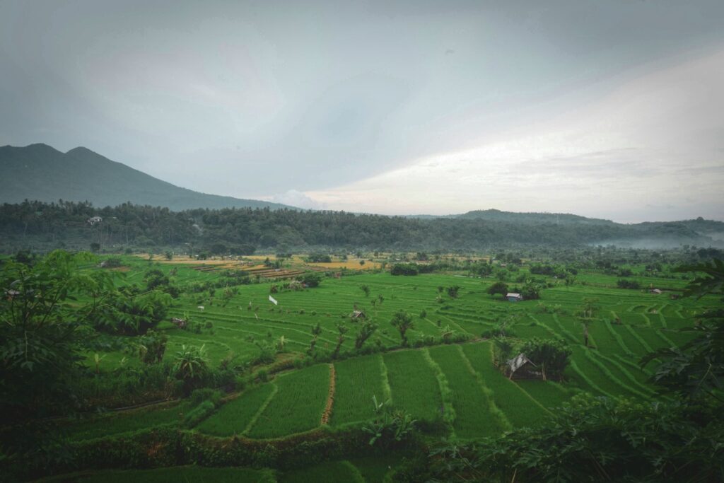 The Ultimate Jatiluwih Rice Terrace Travel Guide