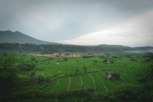 The Ultimate Jatiluwih Rice Terrace Travel Guide for First-Time Visitors