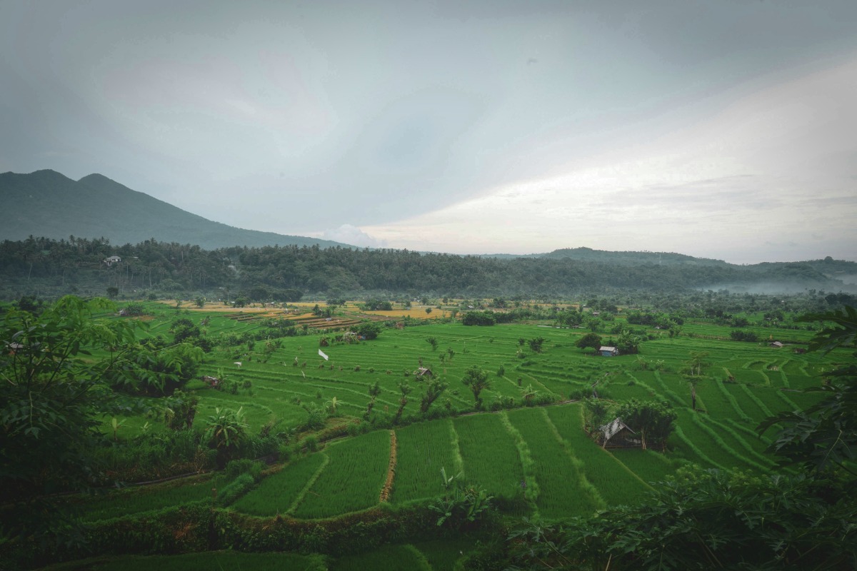 The Ultimate Jatiluwih Rice Terrace Travel Guide